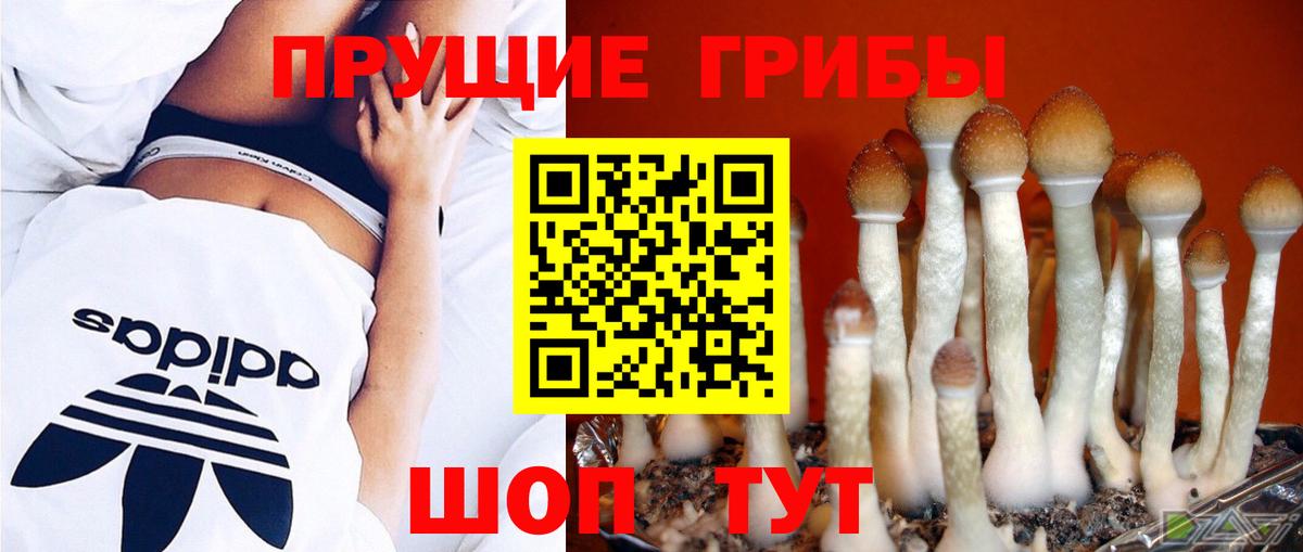 Нижний Новгород  Галлюциногенные грибы мицелий  Вход с VPN  Псилоцибиновые грибы Psilocybine cubensis 